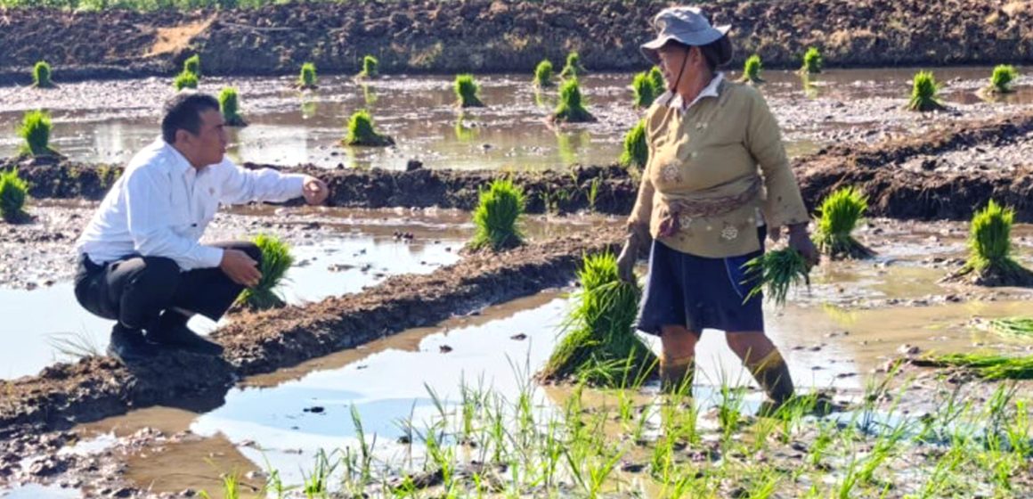 Kesejahteraan Melejit, Petani RI Catat Rekor Ekonomi Tertinggi