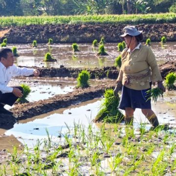 Kesejahteraan Melejit, Petani RI Catat Rekor Ekonomi Tertinggi