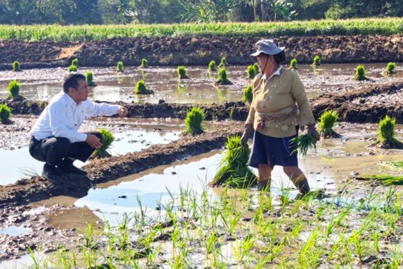 Kesejahteraan Melejit, Petani RI Catat Rekor Ekonomi Tertinggi