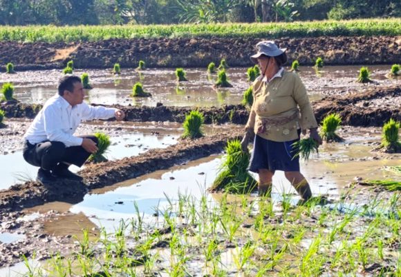 NTP Petani Tembus Rekor Tertinggi 2026 Kesejahteraan Melejit, Petani RI Catat Rekor Ekonomi Tertinggi