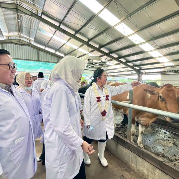Pemerintah Targetkan Swasembada Susu Nasional Sapi Perah