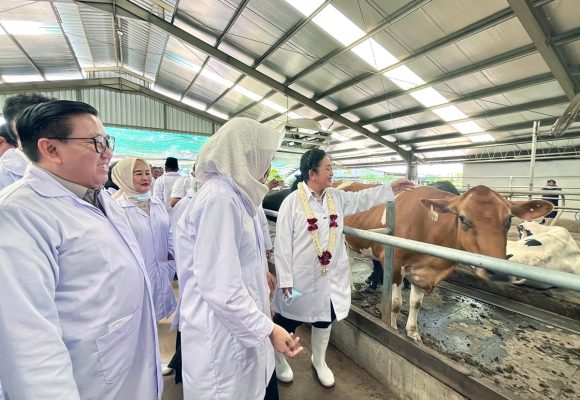 600 Ribu Sapi Perah RI Pemerintah Targetkan Swasembada Susu Nasional Sapi Perah